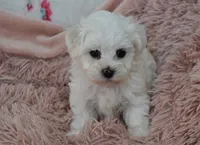 Alex, a male Maltese for sale in Nappanee, IN – Photo 2 of 9