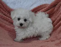 Alex, a male Maltese for sale in Nappanee, IN – Photo 4 of 9