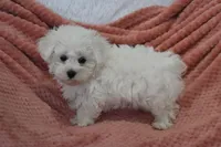 Alex, a male Maltese for sale in Nappanee, IN – Photo 6 of 9