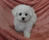 Alex, a male Maltese for sale in Nappanee, IN – Photo 1 of 9
