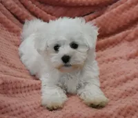 Alex, a male Maltese for sale in Nappanee, IN – Photo 5 of 9