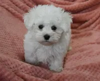 Alex, a male Maltese for sale in Nappanee, IN – Photo 7 of 9