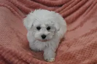 Alex, a male Maltese for sale in Nappanee, IN – Photo 9 of 9