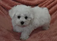 Alex, a male Maltese for sale in Nappanee, IN – Photo 3 of 9