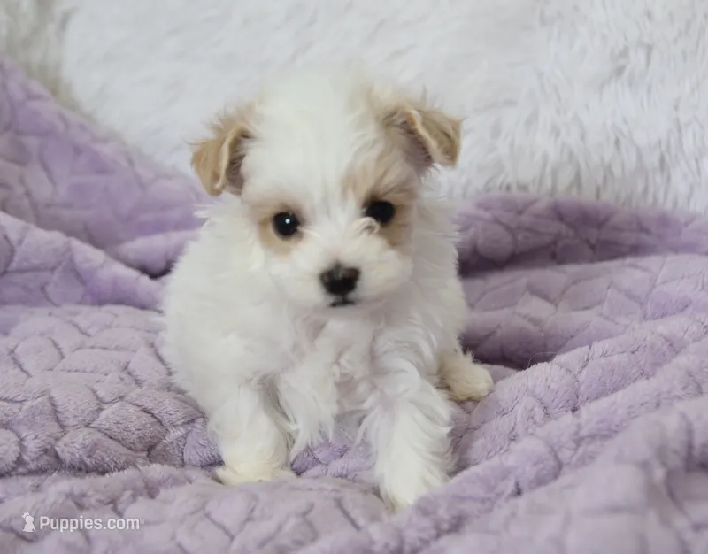 Sycamore – Maltipoo puppy for sale in Nappanee, IN