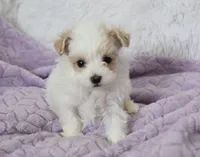 Sycamore, a male Maltipoo for sale in Nappanee, IN – 1 of 6