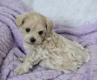 Ash , a male Maltipoo for sale in Nappanee, IN – 2 of 5