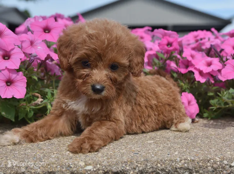 Lily  – Irish Doodle puppy for sale in Nappanee, IN