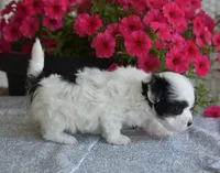 Josie , a female Maltipoo for sale in Nappanee, IN – 2 of 5