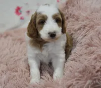 Garett, a male Irish Doodle for sale in Nappanee, IN – Photo 2 of 7