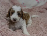Garett, a male Irish Doodle for sale in Nappanee, IN – Photo 7 of 7