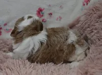 Garett, a male Irish Doodle for sale in Nappanee, IN – Photo 6 of 7