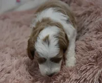 Garett, a male Irish Doodle for sale in Nappanee, IN – Photo 5 of 7