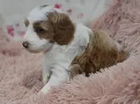 Garett, a male Irish Doodle for sale in Nappanee, IN – Photo 3 of 7