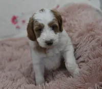 Garett, a male Irish Doodle for sale in Nappanee, IN – Photo 4 of 7