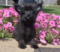 Jet T-cup, a male Maltipoo for sale in Nappanee, IN – 7 of 10