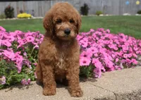 Lola , a female Irish Doodle for sale in Nappanee, IN – 5 of 5