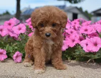 Lily , a female Irish Doodle for sale in Nappanee, IN – 3 of 6