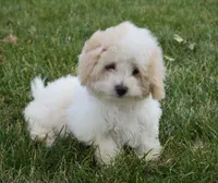Arlo , a male Maltipoo for sale in Nappanee, IN – 8 of 8