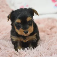 Sheldon, a male Yorkipoo for sale in Nappanee, IN – Photo 2 of 7