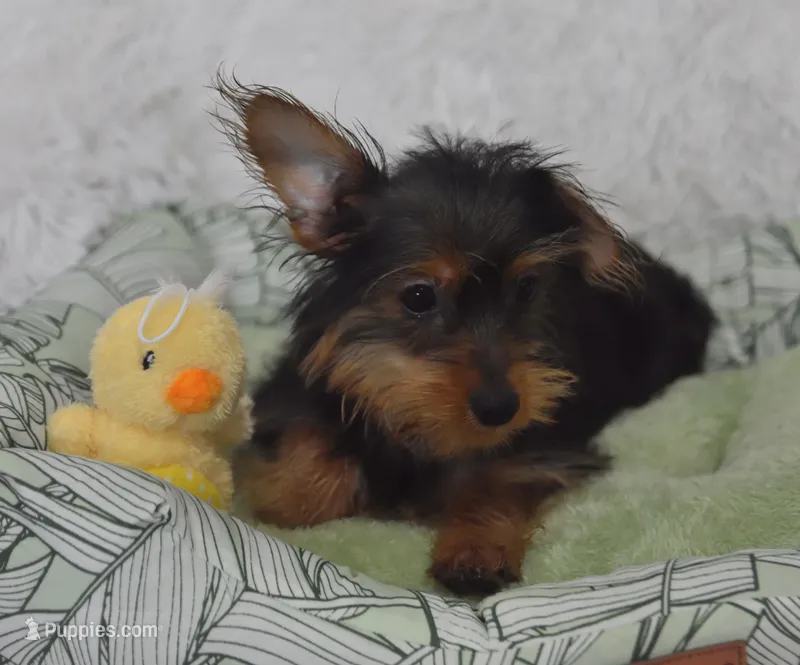 Sheldon – Yorkipoo puppy for sale in Nappanee, IN