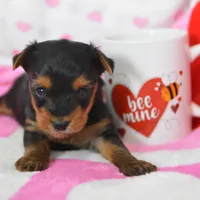 Sheldon, a male Yorkipoo for sale in Nappanee, IN – Photo 4 of 7