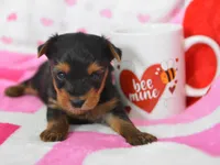 Sheldon, a male Yorkipoo for sale in Nappanee, IN – Photo 4 of 8