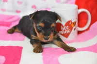 Sheldon, a male Yorkipoo for sale in Nappanee, IN – Photo 7 of 8