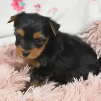 Sheldon, a male Yorkipoo for sale in Nappanee, IN – Photo 6 of 7