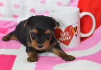 Sheldon, a male Yorkipoo for sale in Nappanee, IN – Photo 3 of 8