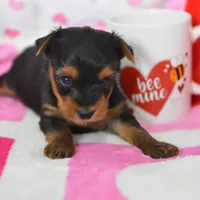 Sheldon, a male Yorkipoo for sale in Nappanee, IN – Photo 5 of 7