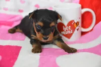 Sheldon, a male Yorkipoo for sale in Nappanee, IN – Photo 8 of 8