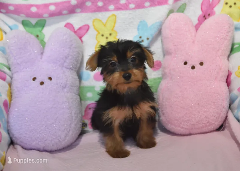 Sheldon – Yorkipoo puppy for sale in Nappanee, IN