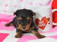 Sheldon, a male Yorkipoo for sale in Nappanee, IN – Photo 2 of 8