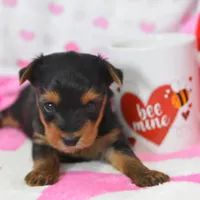 Sheldon, a male Yorkipoo for sale in Nappanee, IN – Photo 3 of 7