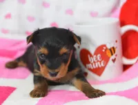 Sheldon, a male Yorkipoo for sale in Nappanee, IN – Photo 1 of 8