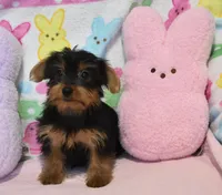 Sheldon, a male Yorkipoo for sale in Nappanee, IN – Photo 7 of 7