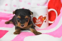 Sheldon, a male Yorkipoo for sale in Nappanee, IN – Photo 6 of 8