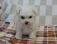 Charlie , a male Maltipoo for sale in Nappanee, IN – 4 of 4