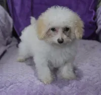 processed/bf3c5f28-f69a-4cb3-827c-6429339fd218/listing/3a13b886-4966-4372-9df4-a00d7b13a43d/2089cdca-6b71-4e5b-978c-dddc9c04d8ff