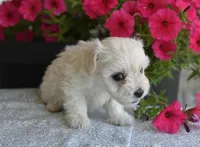 Joy T-cup, a female Maltipoo for sale in Nappanee, IN – 5 of 8