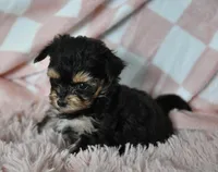 Sissy T-cup, a female Yorkipoo for sale in Nappanee, IN – Photo 8 of 8