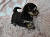Sissy T-cup, a female Yorkipoo for sale in Nappanee, IN – Photo 7 of 8
