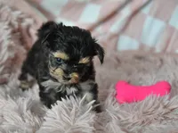 Sissy T-cup, a female Yorkipoo for sale in Nappanee, IN – Photo 5 of 8