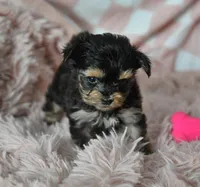 Sissy T-cup, a female Yorkipoo for sale in Nappanee, IN – Photo 4 of 8