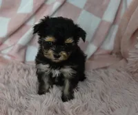 Sissy T-cup, a female Yorkipoo for sale in Nappanee, IN – Photo 1 of 8