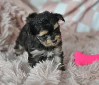 Sissy T-cup, a female Yorkipoo for sale in Nappanee, IN – Photo 3 of 8