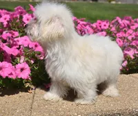 Joy T-cup, a female Maltipoo for sale in Nappanee, IN – 8 of 9