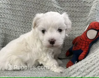 Thumper – Maltipoo puppy for sale in Nappanee, IN