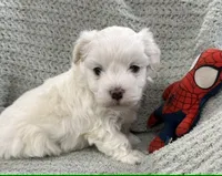 Thumper, a male Maltipoo for sale in Nappanee, IN – 1 of 3